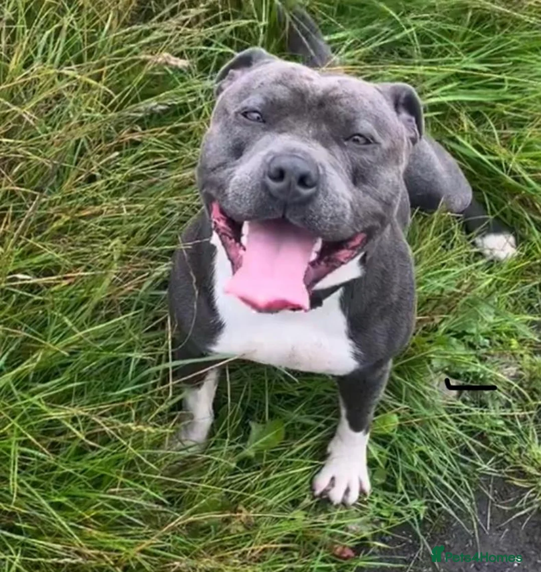 Staffordshire Bull Terrier dogs for stud: Geministaffs Socks KC stud in Halifax - Advert 5