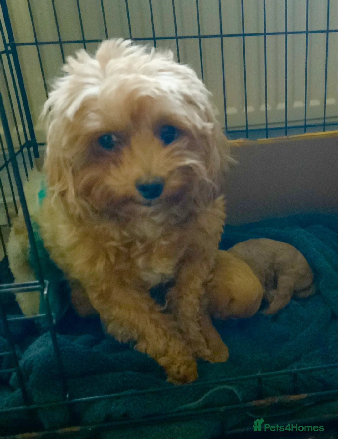 Maltipoo dogs for sale: MALTIPOO PUPPIES 5 STAR LICENSED BREEDER  - Advert 7