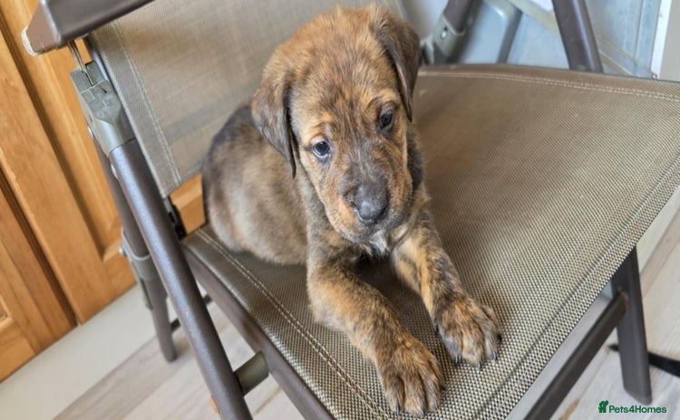 Mixed Breed dogs - Advert 4