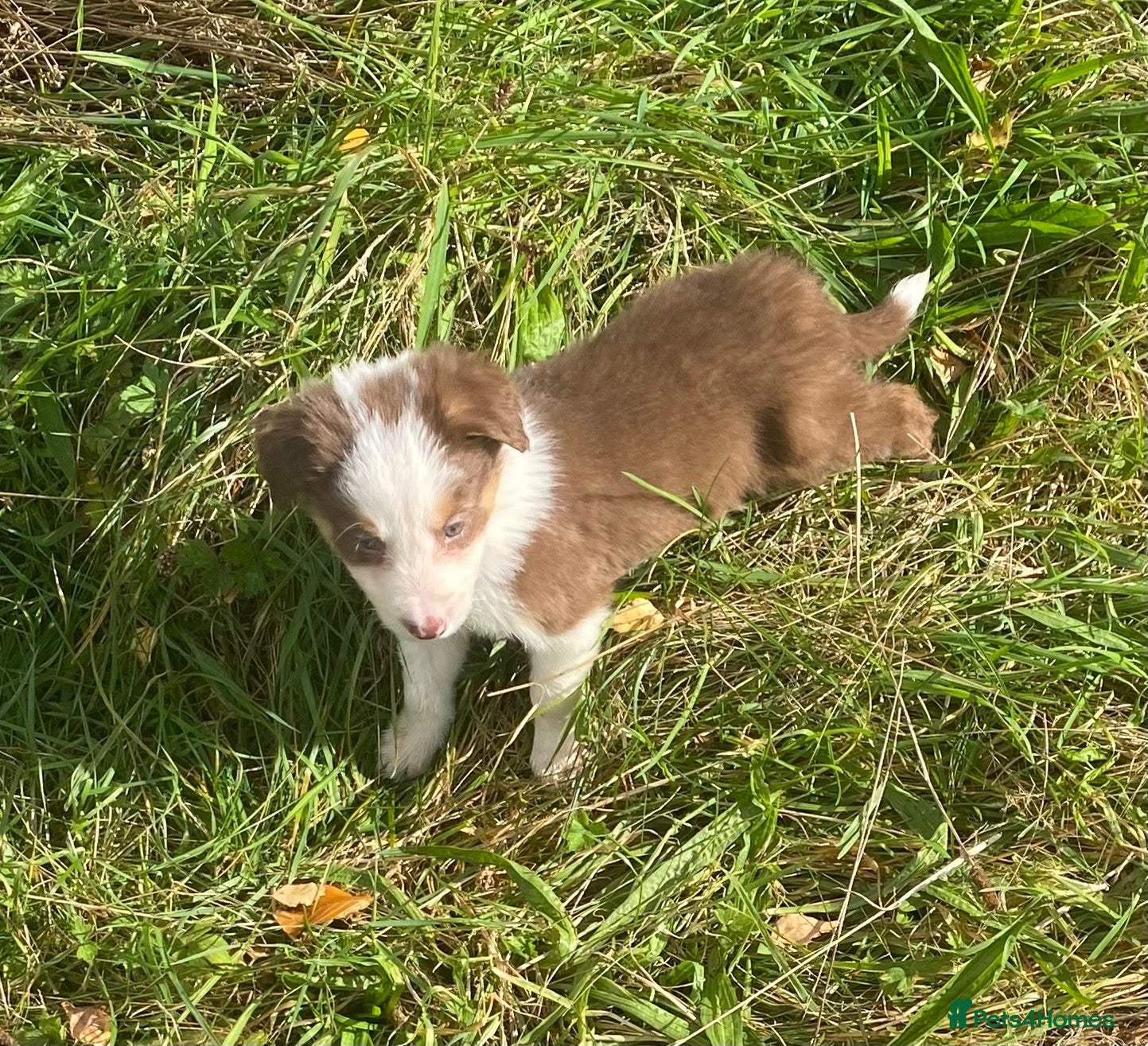 Border Collie dogs Fabulous Red Border Collie Puppies - Advert 2
