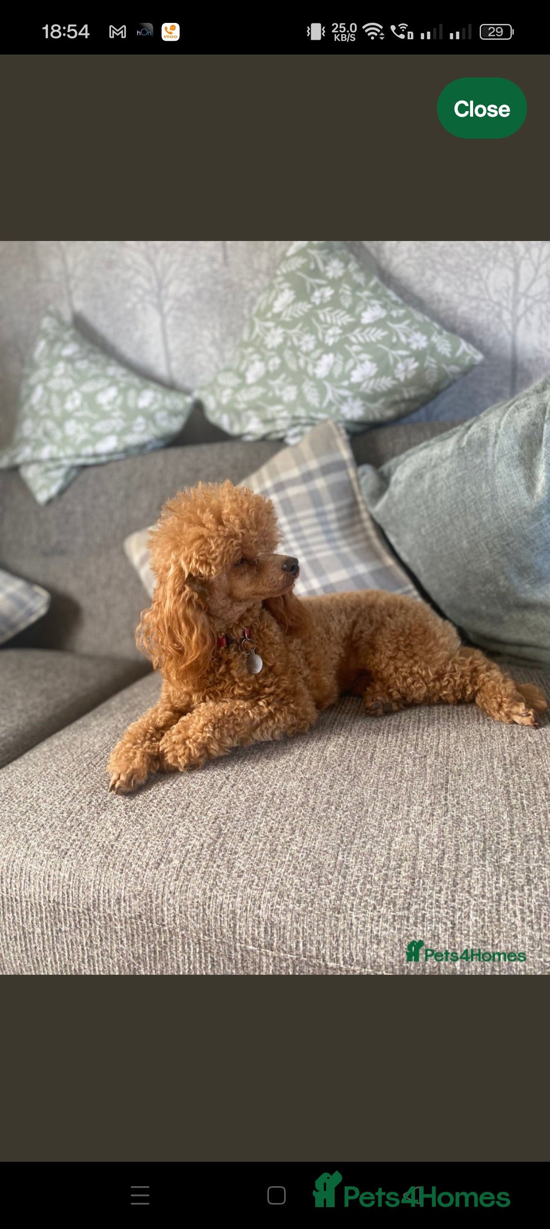 Cockapoo dogs for sale: F1b Cockapoo Puppies Ready Soon for Loving Homes - Image 31