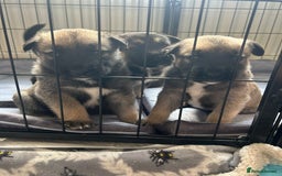 Shepsky dogs for sale: Shepsky - Image 11