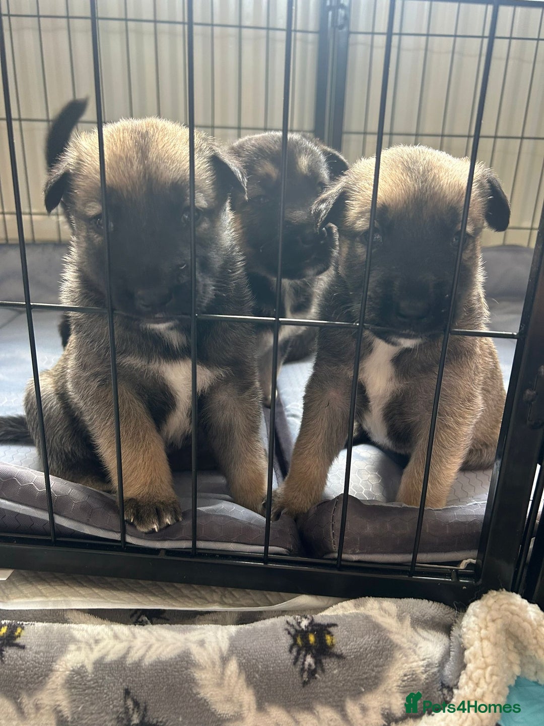 Shepsky dogs for sale: Shepsky - Image 11