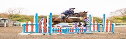 Irish Thoroughbred horses for sale: Athletic And Capable Allrounder  - Advert 3