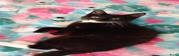 British Shorthair cats for sale: Beautiful kittens ready for loving homes. in London - Advert 15