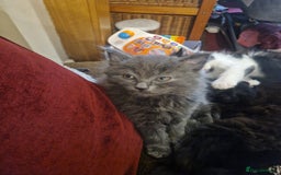 British Shorthair cats for sale: Cute kittens for sale  - Image 9