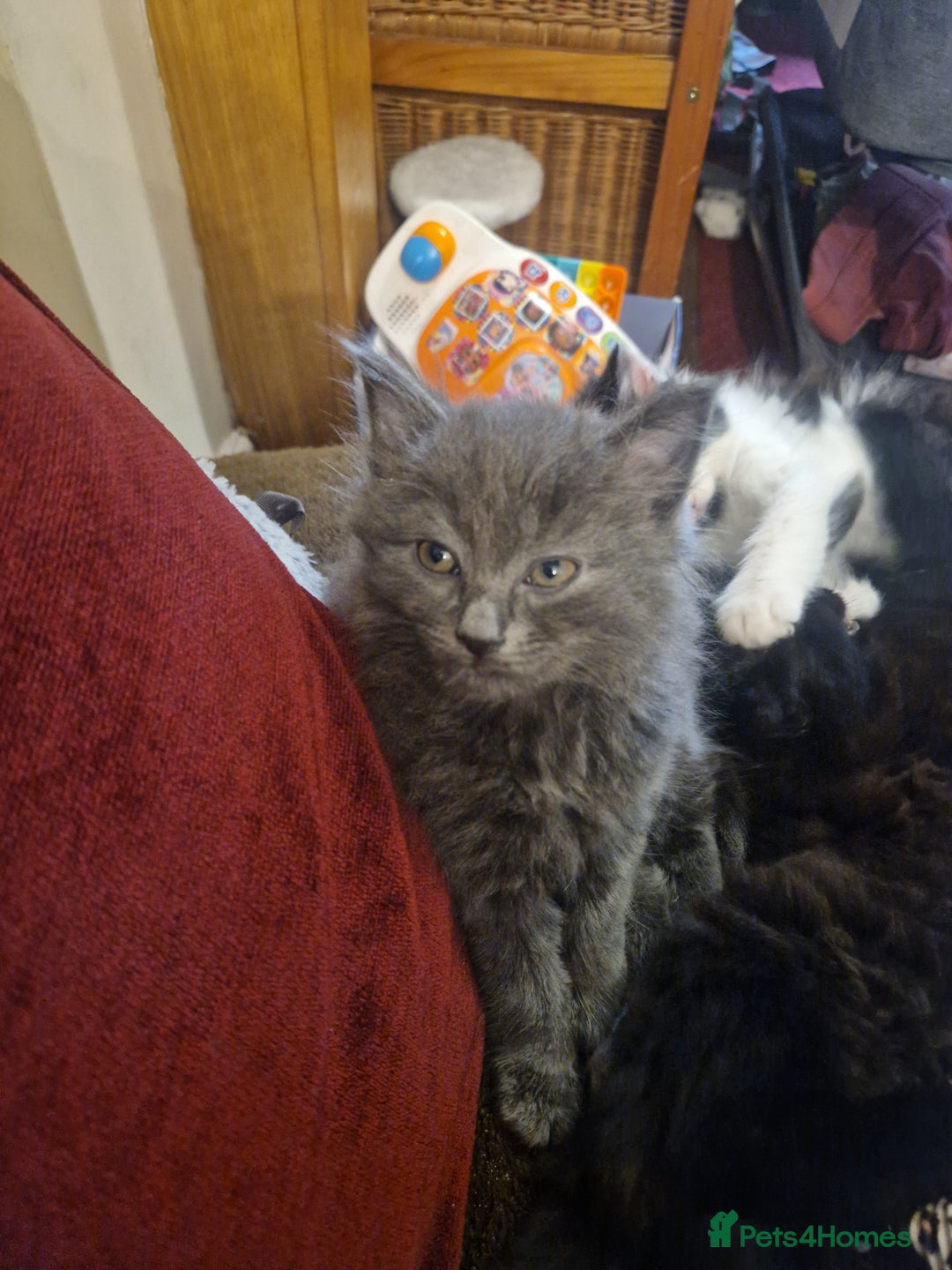 British Shorthair cats for sale: Cute kittens for sale  - Image 9