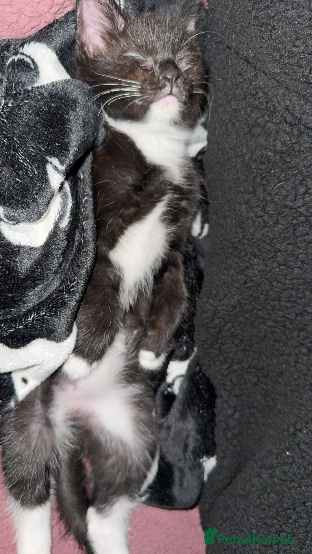 Mixed Breed cats for sale: Kitten  - Advert 5