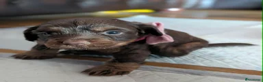 Puppy 2 (Leonie)