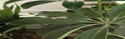 Gecko reptiles for sale: Mourning geckos - Advert 5