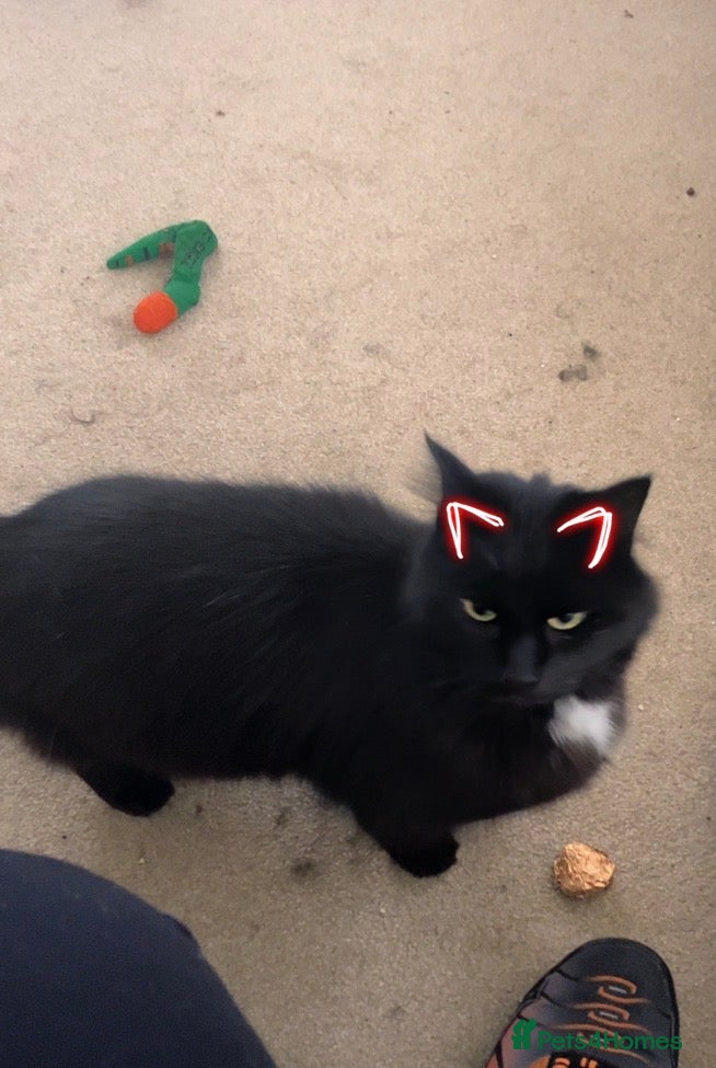 Mixed Breed cats Free to good home - Advert 2