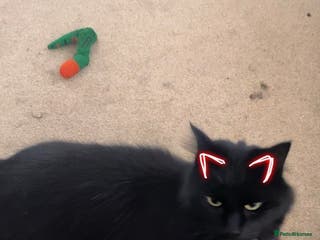 Mixed Breed cats Free to good home - Advert 2