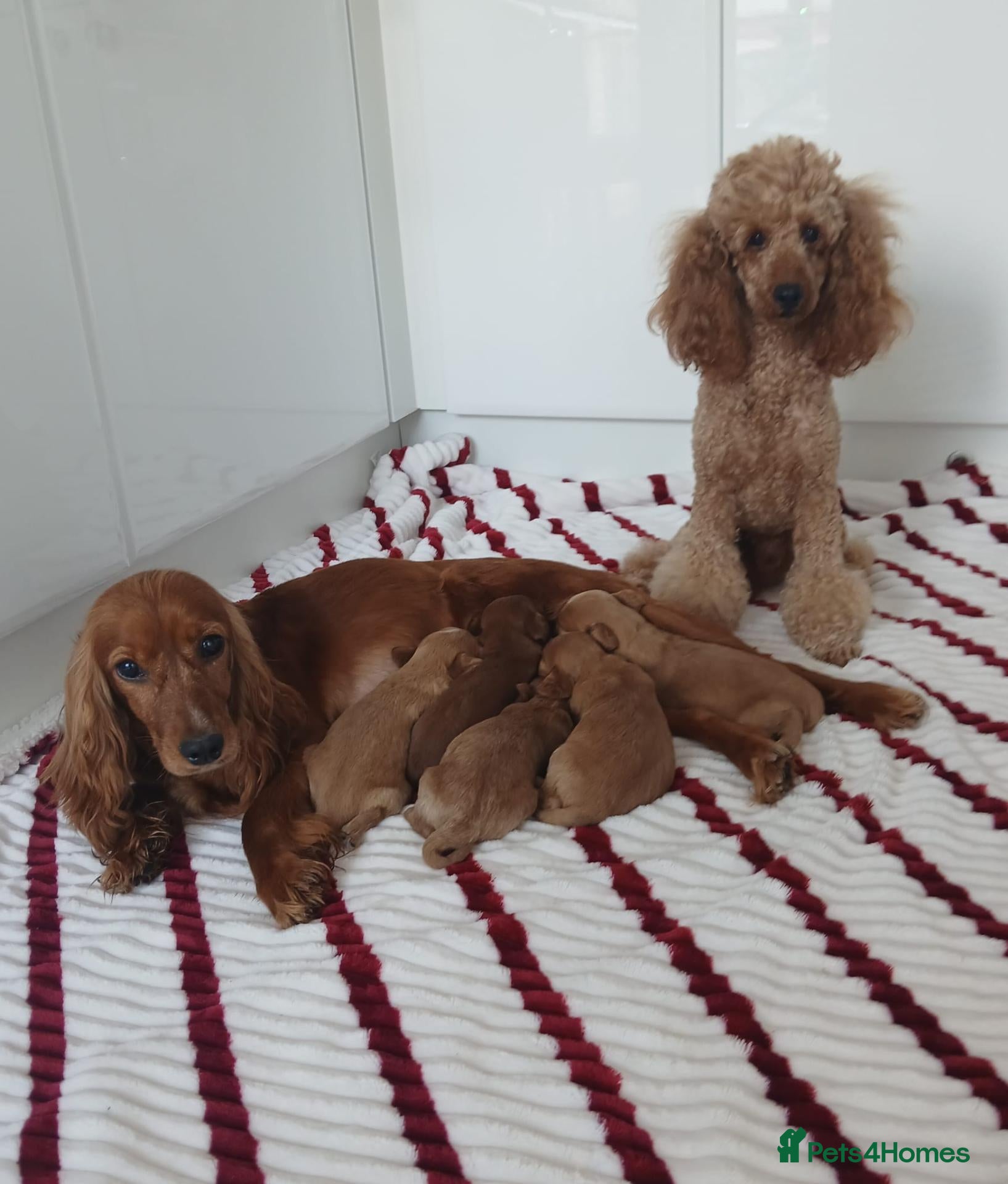 Cockapoo dogs Toy PRA Clear cockapoo puppies  - Advert 4