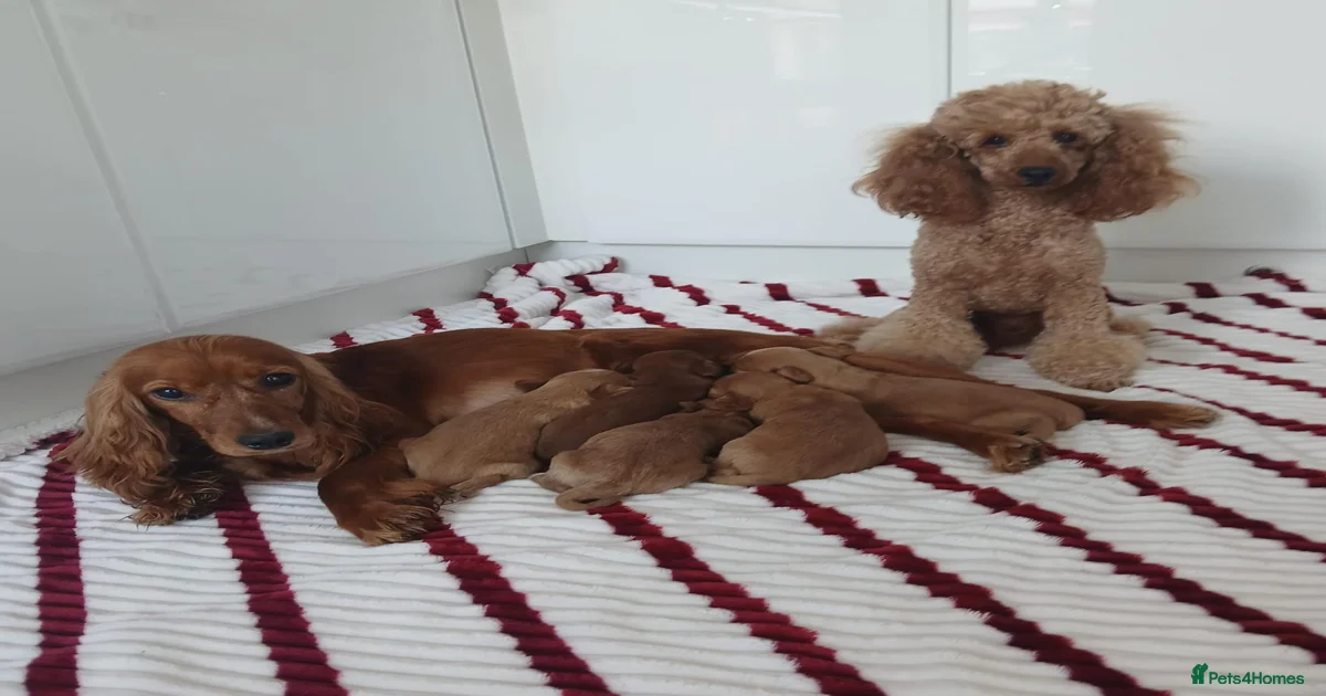 Cockapoo Puppies for sale in Colchester, Essex | Pets4Homes