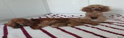 Cockapoo dogs for sale: Toy PRA Clear cockapoo puppies  - Advert 1