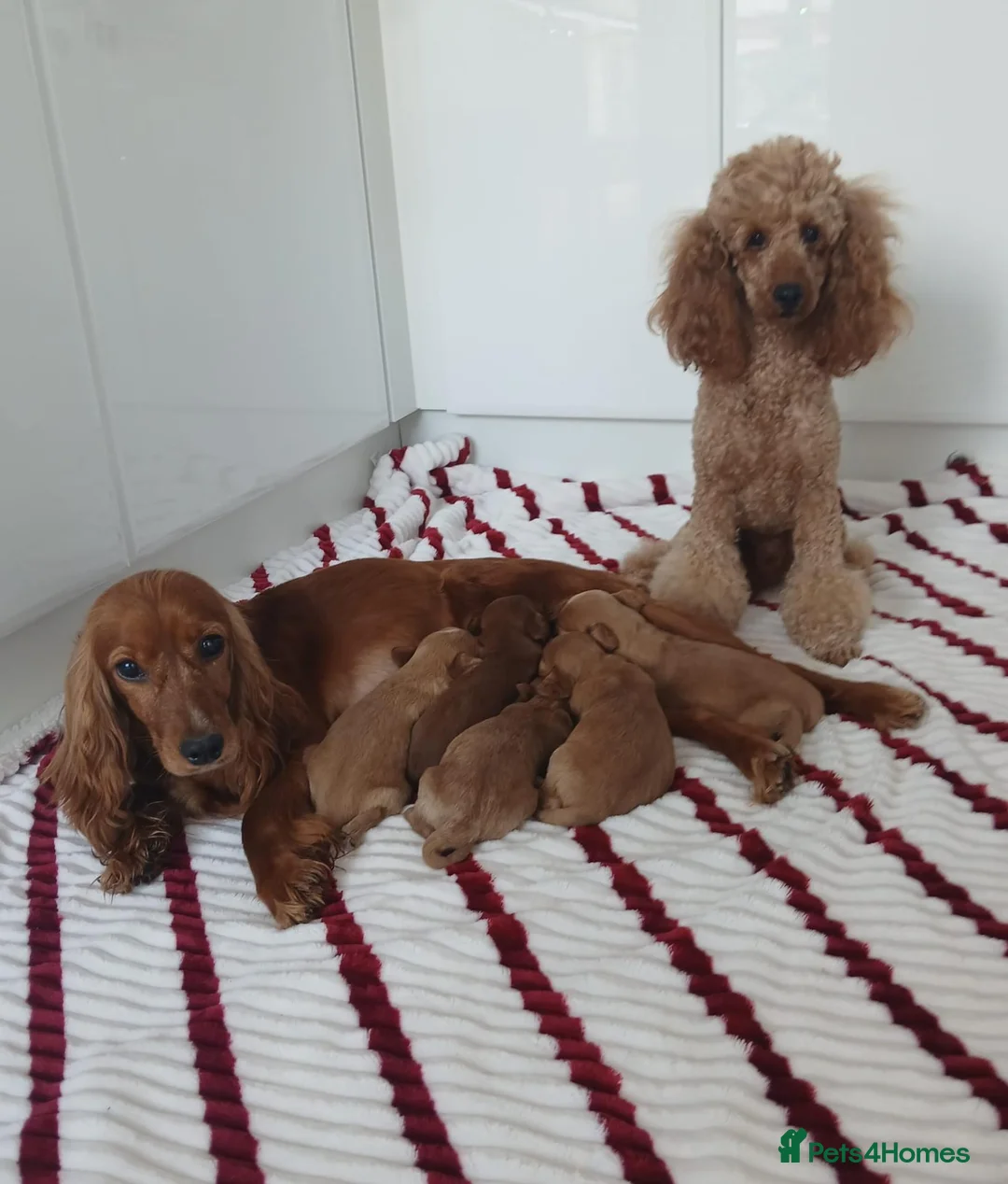 Cockapoo dogs for sale: Toy PRA Clear cockapoo puppies  - Advert 1