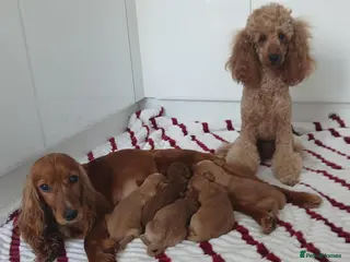 Cockapoo dogs Toy PRA Clear cockapoo puppies show type - Advert 13