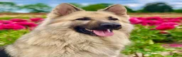 German Shepherd dogs for sale: Long haired German Shepard puppies  - Advert 3