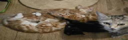 Mixed Breed cats for sale: Cute kittens looking for a new home  - Advert 22