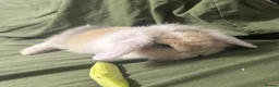Mixed Breed rabbits for sale: New litter mixed breed - Advert 4