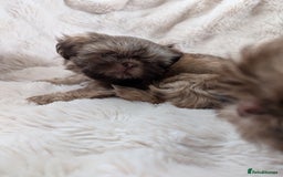 Shih Tzu dogs for sale: Imperial Shitzus - Image 2