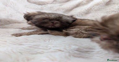 Shih Tzu dogs - Advert 13