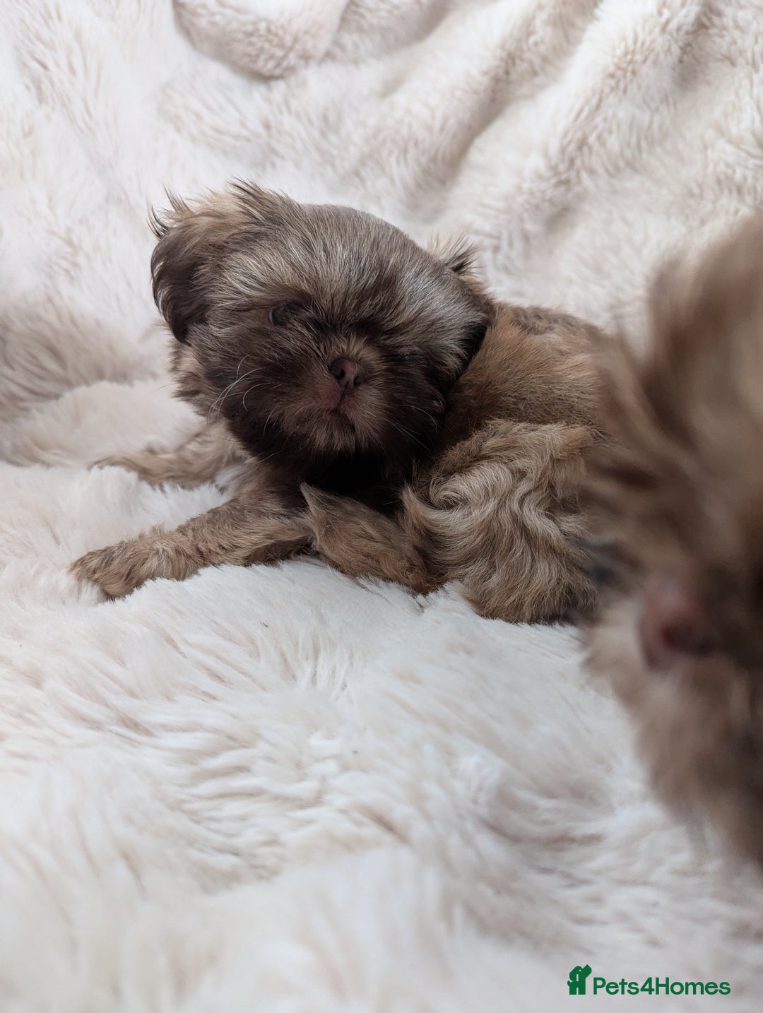 Shih Tzu dogs for sale: Imperial Shitzus - Image 2