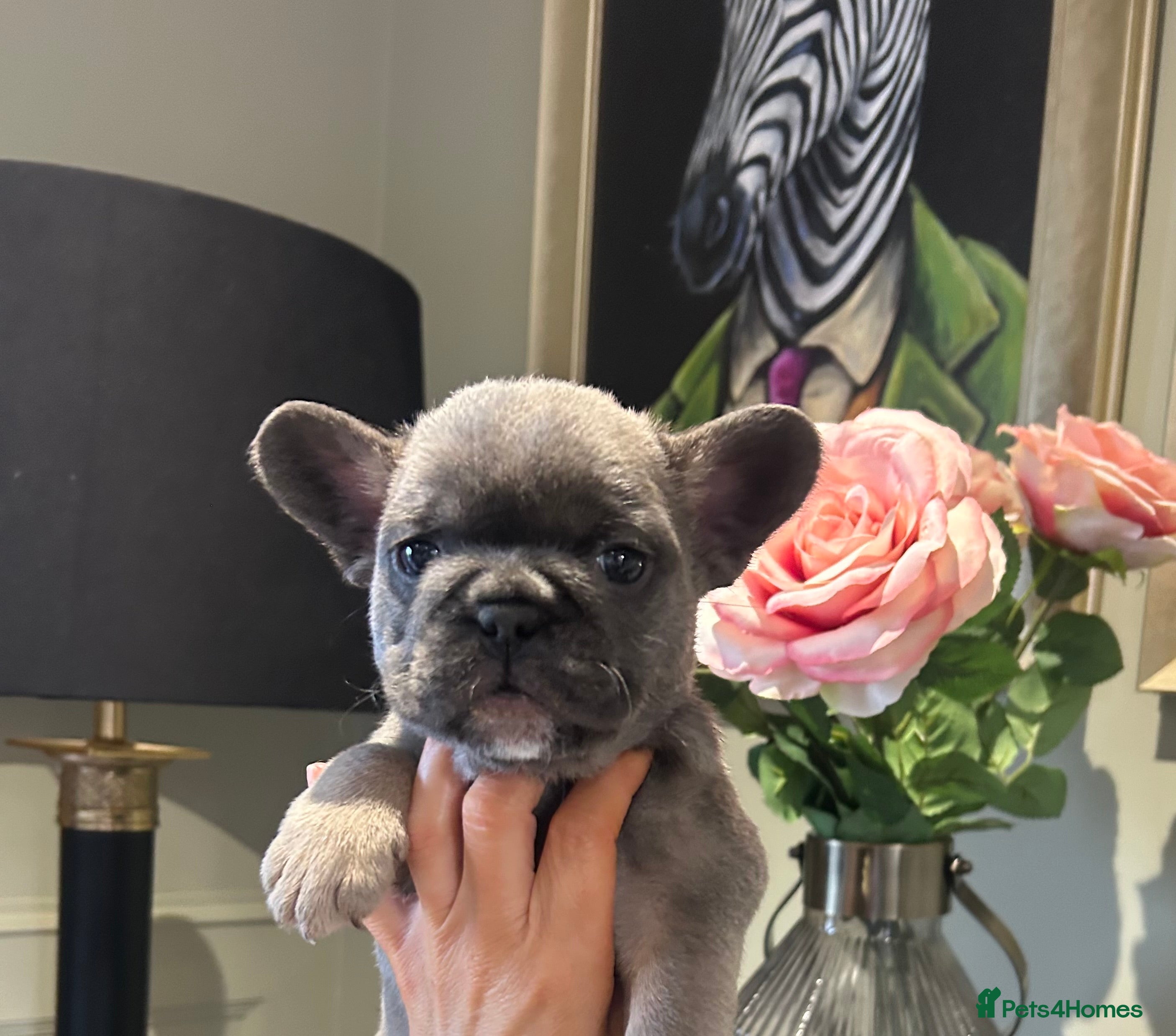 French Bulldog dogs KC DNA tested French bulldog pups  - Advert 6