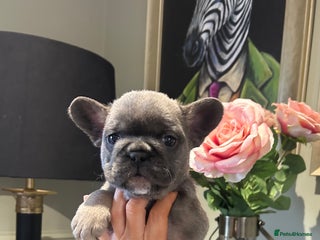 French Bulldog dogs KC DNA tested French bulldog pups - Advert 6
