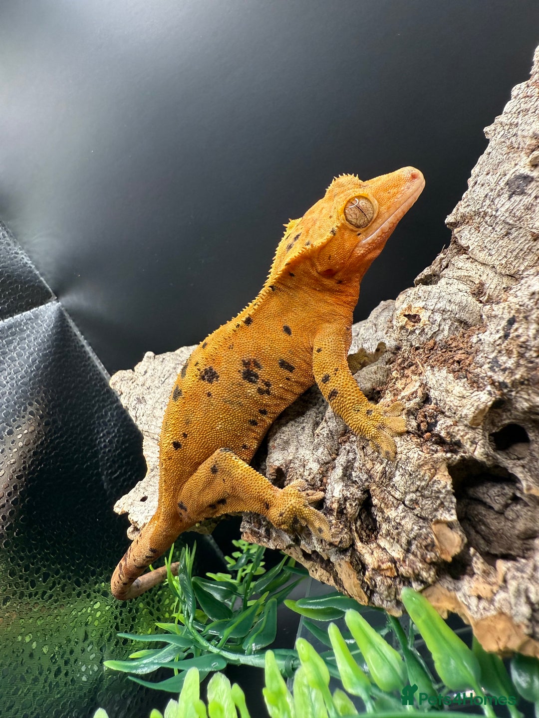 Gecko reptiles for sale: Various Crested Geckos for Sale - Image 9