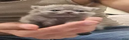 British Shorthair cats for sale: 1 male & 1 female British longhair  - Advert 10