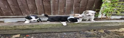 Border Collie dogs for stud: Proven pure bred tri coloured merle collie stud - Advert 13