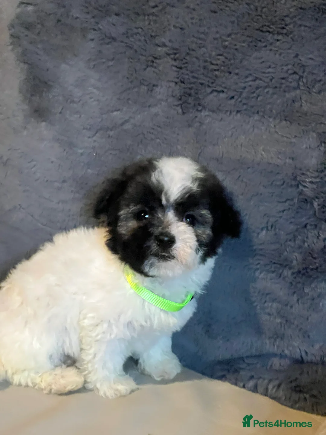 Malshi dogs for sale: Malshi puppies  - Advert 4