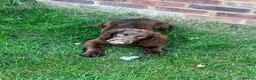 Cocker Spaniel dogs for sale: Kc registered cocker bitch  - Advert 4