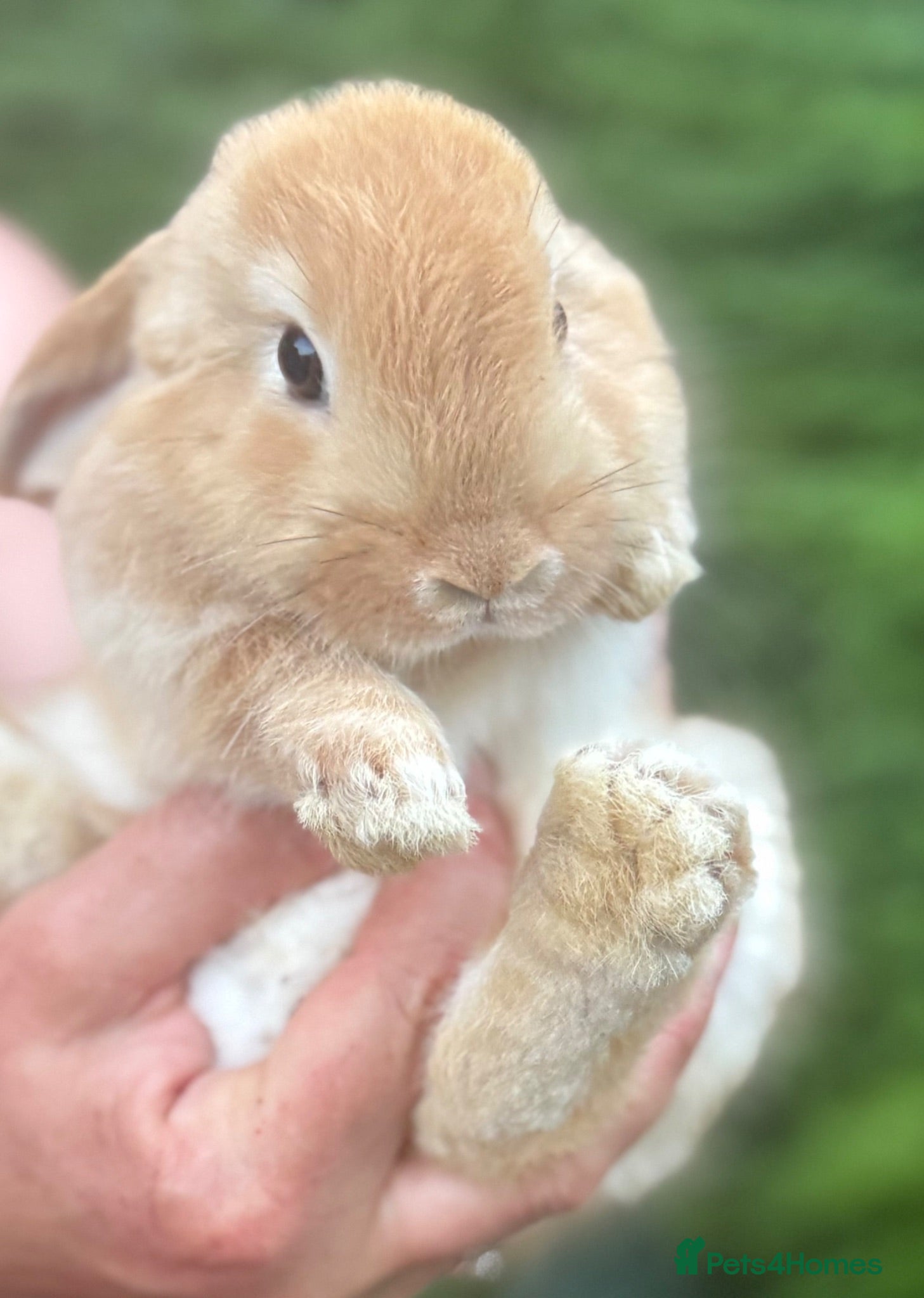 Mini Lop rabbits Mini Lop Baby Rabbits - pure bred  - Advert 1