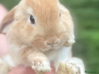 Mini Lop rabbits Mini Lop Baby Rabbits - pure bred - Advert 1