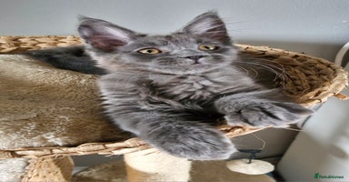 Maine Coon cats - Advert 8