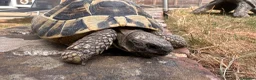 Tortoise reptiles for sale: Male Herman 10 years old Rio - Advert 2