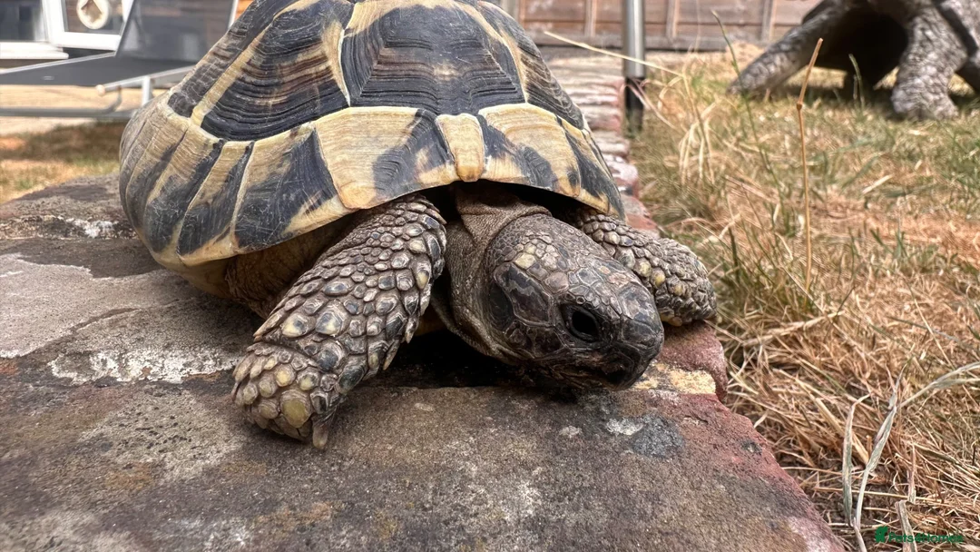 Tortoise reptiles for sale: Male Herman 10 years old Rio - Advert 2
