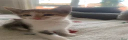 Mixed Breed cats for sale: Female kitten - Advert 7