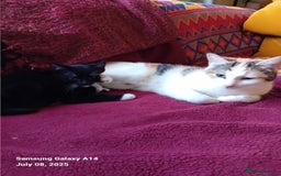 British Shorthair cats for sale: My Babies - Image 4