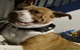 Mixed Breed dogs for sale: MALE FOR REHOMING - Image 10