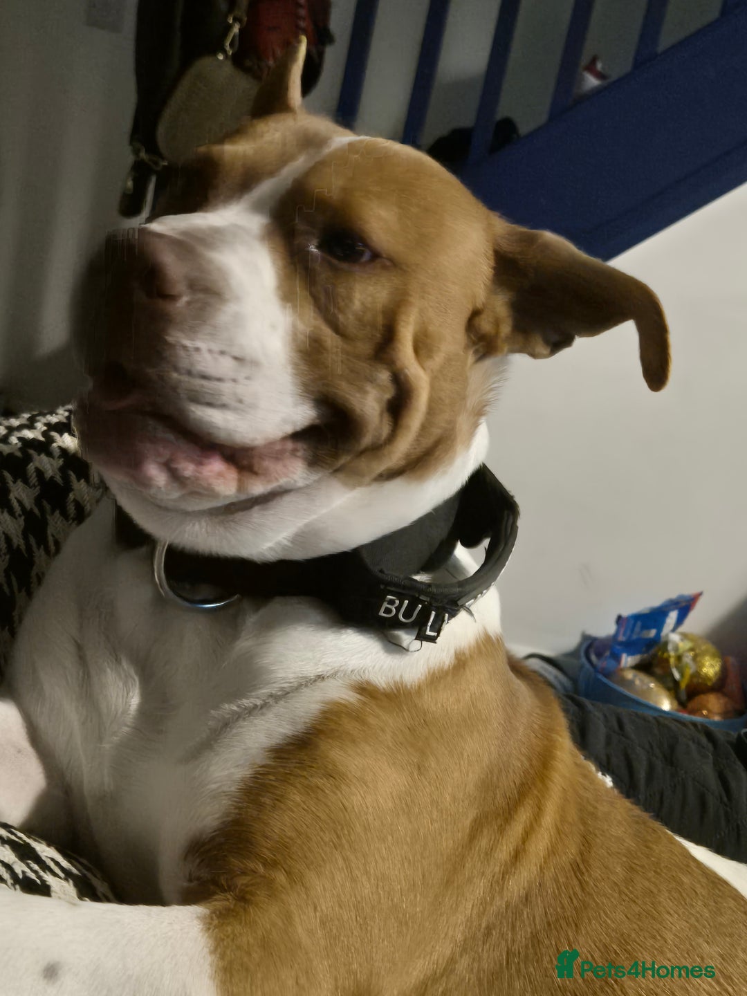 Mixed Breed dogs for sale: MALE FOR REHOMING - Image 10