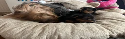 Yorkshire Terrier dogs for sale: YORKSHIRE TERRIER K C REGISTERED PUPS - Advert 3