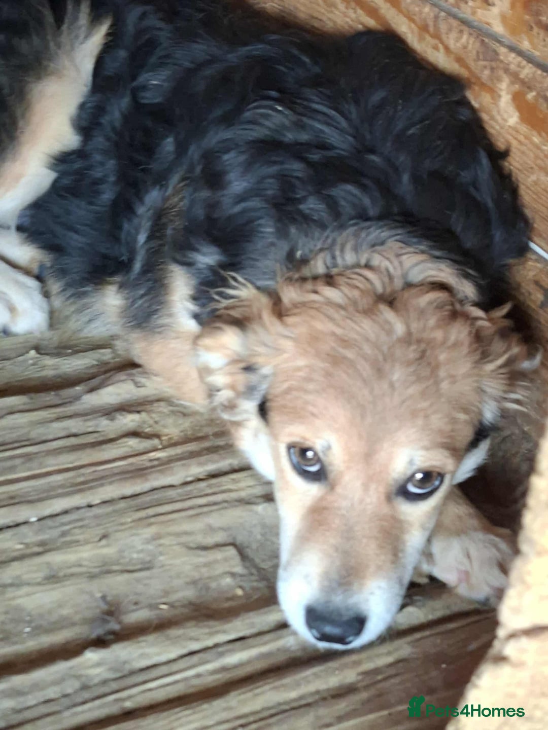 Mixed Breed dogs for adoption: Autumn - Fakenham Norfolk  - Image 6