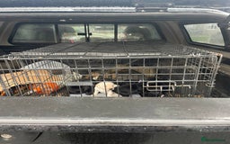 Labrador Retriever dogs for sale: Equal parts adventure and sofa buddies (Labradors) - Image 27