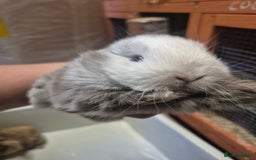 Mini Lion Lop rabbits for sale: Mini lops ready  **  - Image 2