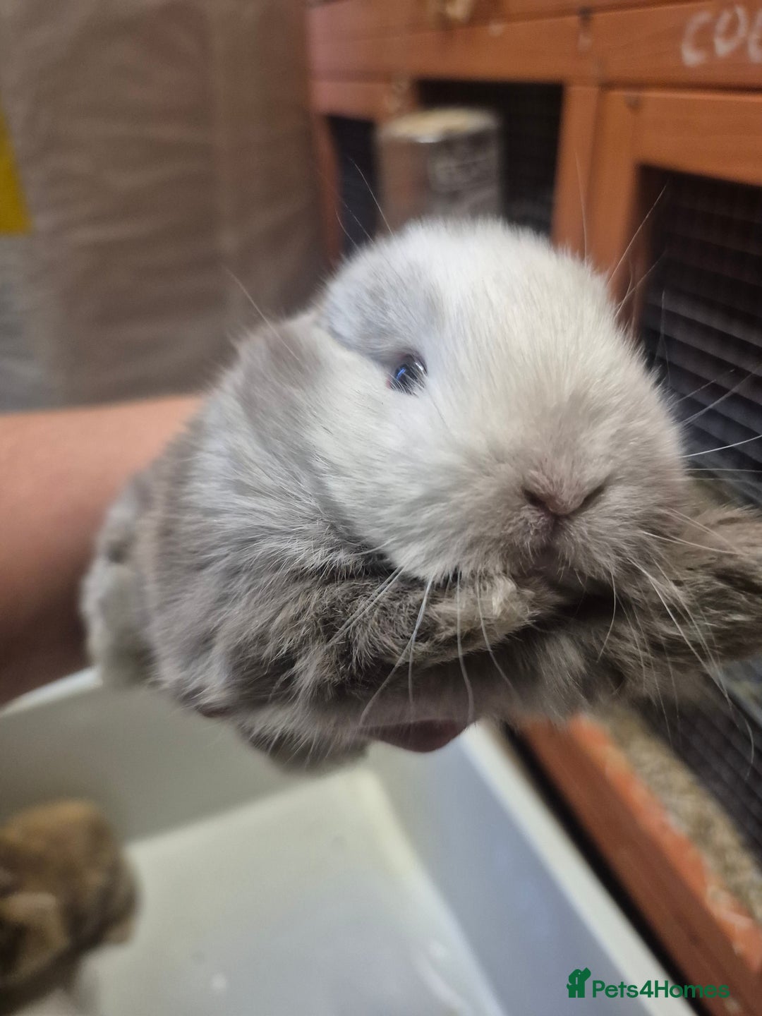 Mini Lion Lop rabbits for sale: Mini lops ready  **  - Image 2
