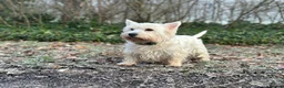 West Highland Terrier dogs for sale: ⭐️Show Quality Puppies⭐️  - Advert 2