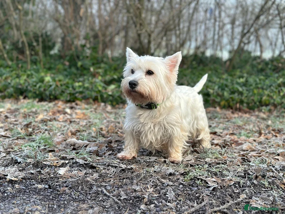 West Highland Terrier dogs for sale: ⭐️Show Quality Puppies⭐️  - Advert 2